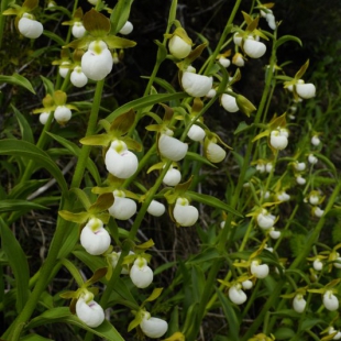 Cypripedium californicum